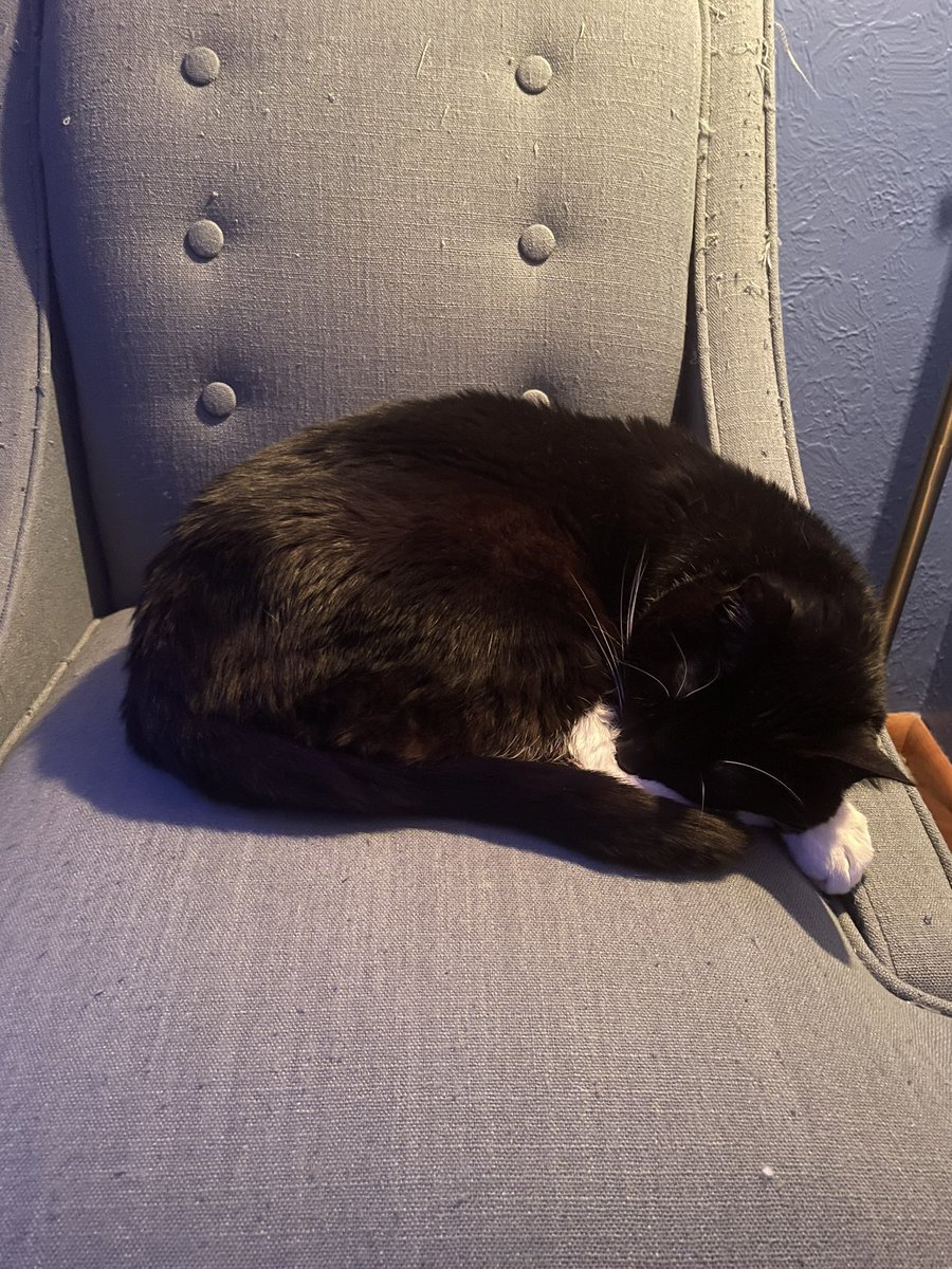 ZeekTheCat's tweet image. 