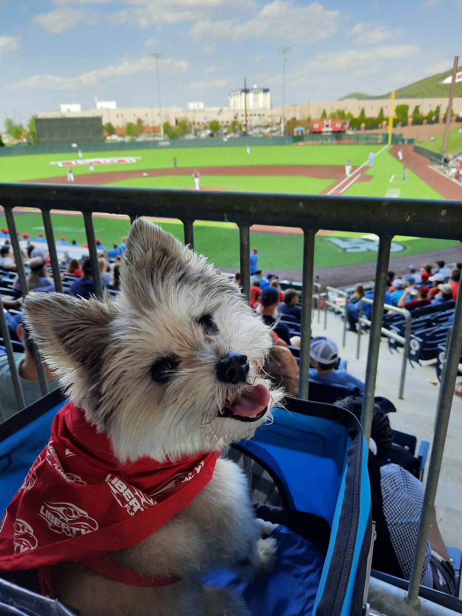 redhedtchr's tweet photo. @LibertyBaseball  Bark at the Park! Let's go Flames!! #BeatUNF  #WeGotDudes I ❤️ my 🔥 🔥 🔥 ⚾️!! https://t.co/MjiZWI2CyB