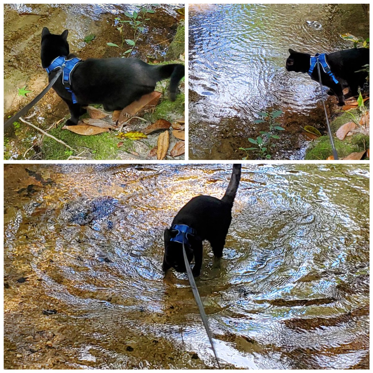 cvivian86's tweet photo. Well, this was bound to happen. #LifeWithDaisy #GoJumpInTheCreek #CatsOfTwitter https://t.co/iI6c2Vv8wV