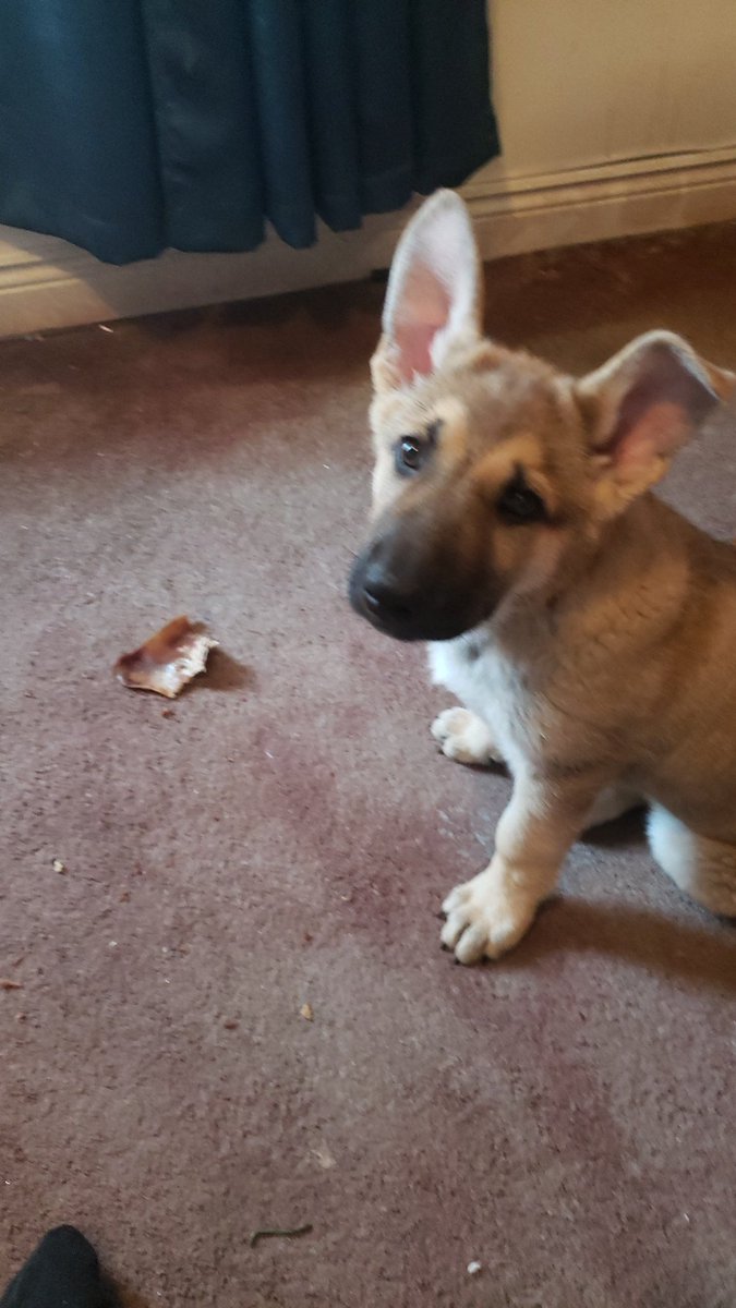 This is Bandit my new 10 week old German shepherd!