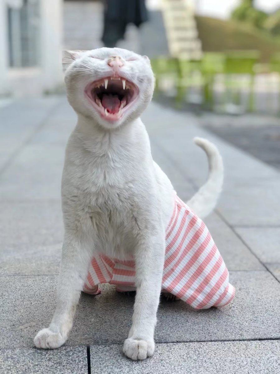 0xrenatayan's tweet photo. 本科的时候宿舍楼下总是偶遇形形色色的小流浪猫，一只一只像惊弓之鸟。后来同学们一起自发成立了动物保护协会，给每一喵喵登记了身份证，筹集经费搭建了可爱小窝，现在想想还是温暖美好的记忆
@anthro_traveler
#ANTHROCAT #NFT #CatsGifts https://t.co/aTzKQVEKPH