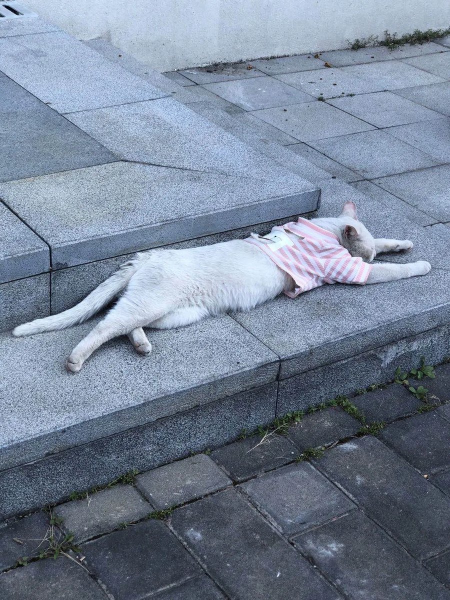 0xrenatayan's tweet photo. 本科的时候宿舍楼下总是偶遇形形色色的小流浪猫，一只一只像惊弓之鸟。后来同学们一起自发成立了动物保护协会，给每一喵喵登记了身份证，筹集经费搭建了可爱小窝，现在想想还是温暖美好的记忆
@anthro_traveler
#ANTHROCAT #NFT #CatsGifts https://t.co/aTzKQVEKPH