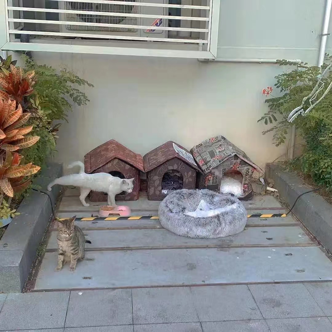 0xrenatayan's tweet photo. 本科的时候宿舍楼下总是偶遇形形色色的小流浪猫，一只一只像惊弓之鸟。后来同学们一起自发成立了动物保护协会，给每一喵喵登记了身份证，筹集经费搭建了可爱小窝，现在想想还是温暖美好的记忆
@anthro_traveler
#ANTHROCAT #NFT #CatsGifts https://t.co/aTzKQVEKPH