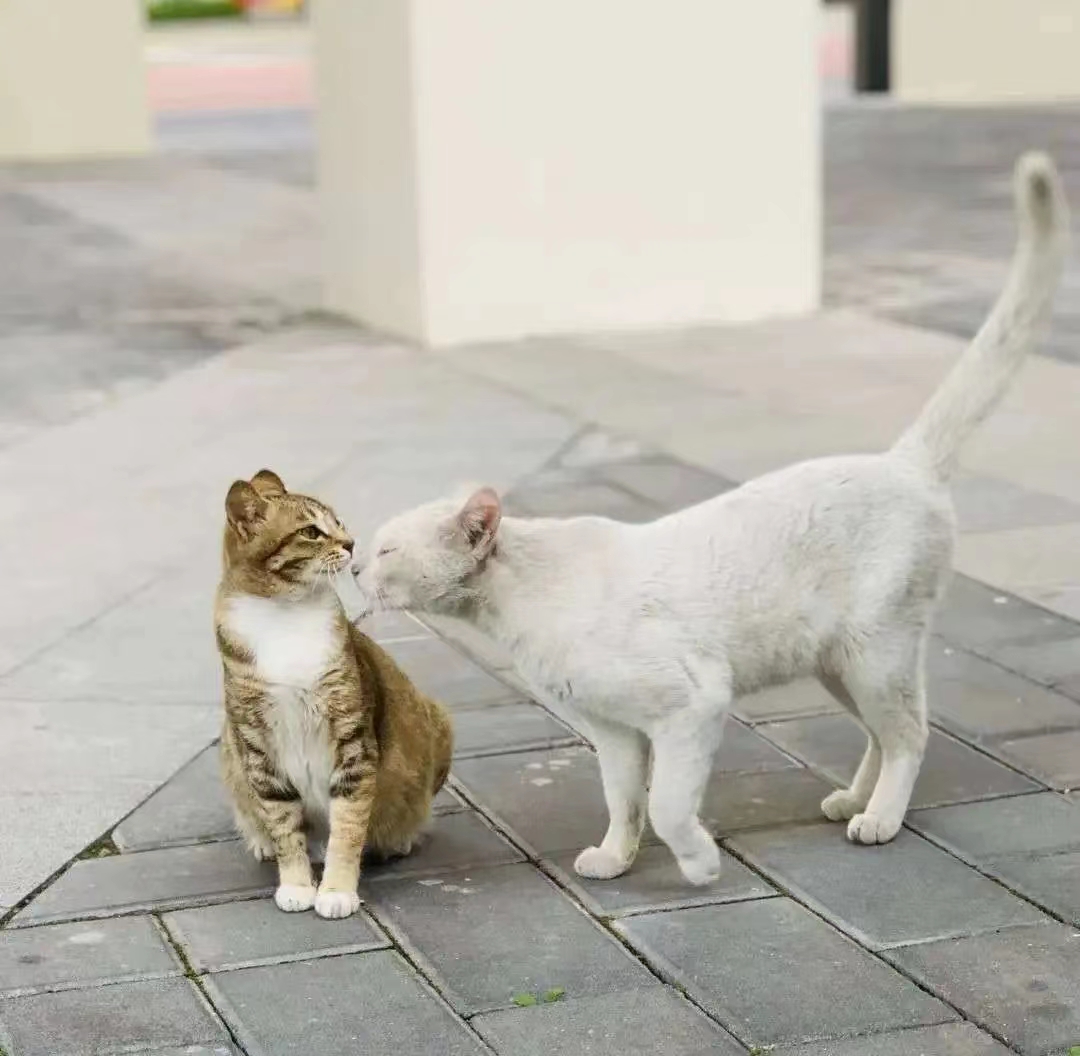 0xrenatayan's tweet photo. 本科的时候宿舍楼下总是偶遇形形色色的小流浪猫，一只一只像惊弓之鸟。后来同学们一起自发成立了动物保护协会，给每一喵喵登记了身份证，筹集经费搭建了可爱小窝，现在想想还是温暖美好的记忆
@anthro_traveler
#ANTHROCAT #NFT #CatsGifts https://t.co/aTzKQVEKPH