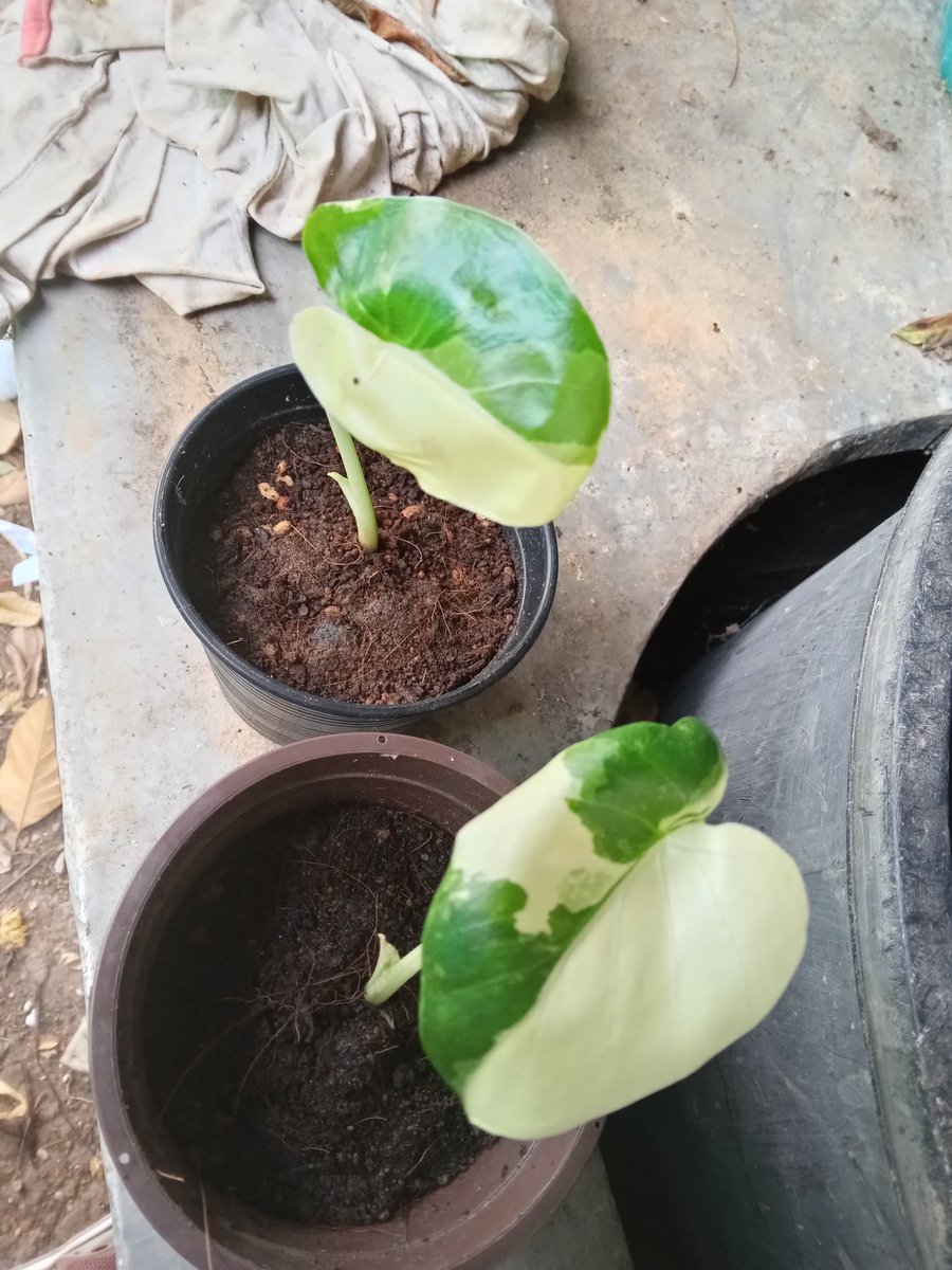 sorworgarden's tweet photo. #Alocasia  #บอนกระดาด่างขาว  #สวนสอวอการ์เด้น https://t.co/Jrmf7qpHmf