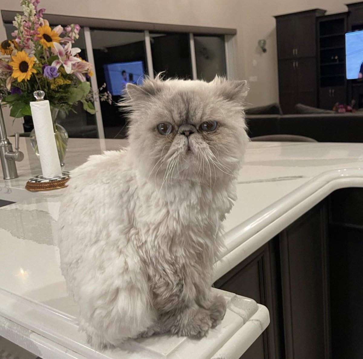 CelaByNature's tweet photo. Ummm once again Tal, who’s we?! 😳😳😳 Last I heard about you in the tabloids, you were fighting bankruptcy! 😭💰🚫 — Speaking of cats, isn’t Macklemeow so adorable?! 🥰🐈 I think he’s ready to #HitTheRing and kick some a— 🤭 butt! https://t.co/vbNW7epIyg
