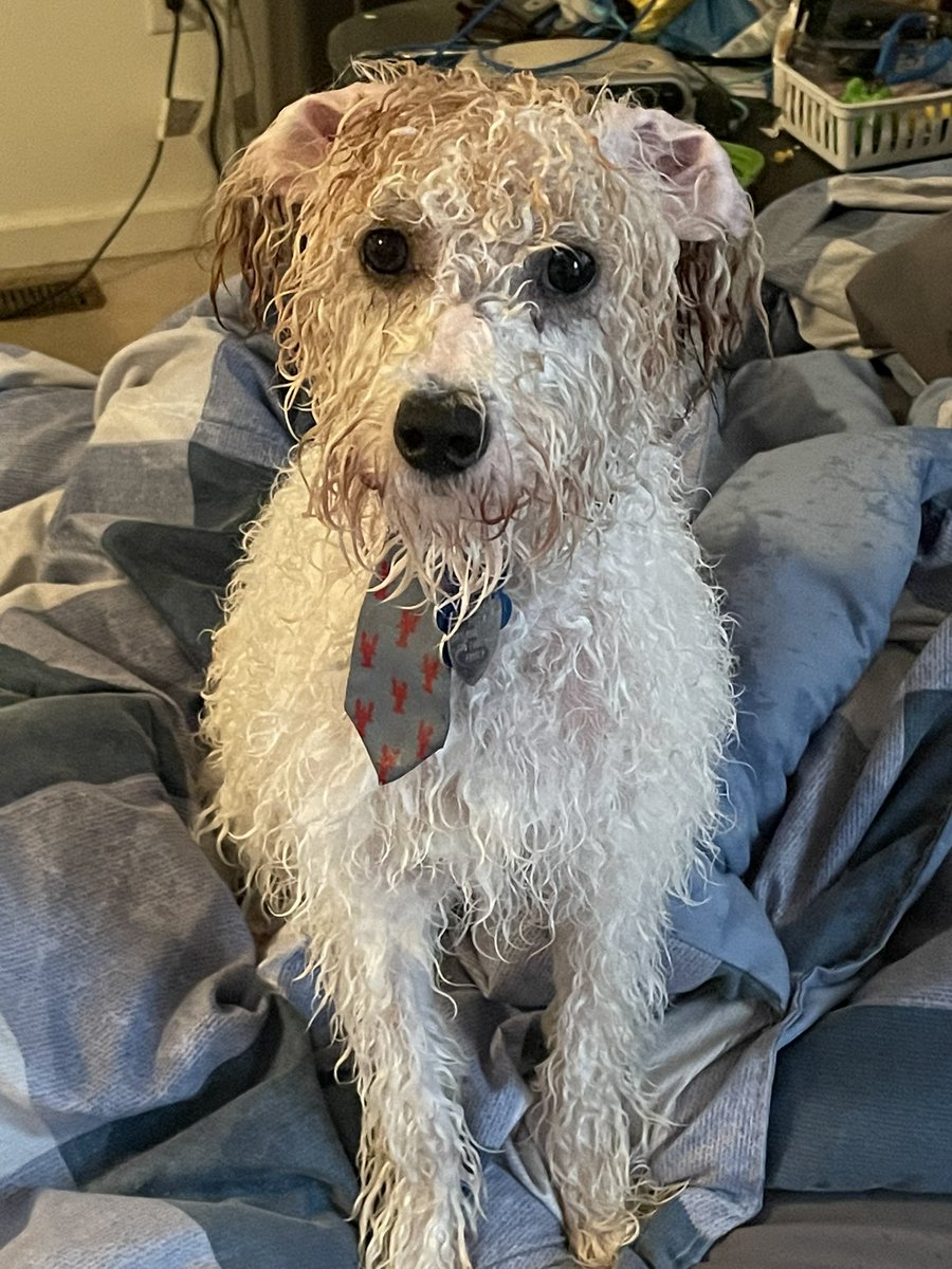 PeteyProstate's tweet photo. I'm on Instagram as blake_theminist.berdoodle. Install the app to follow my photos and videos. https://t.co/0cmmuNKnm3 https://t.co/SxD0naRMIq
