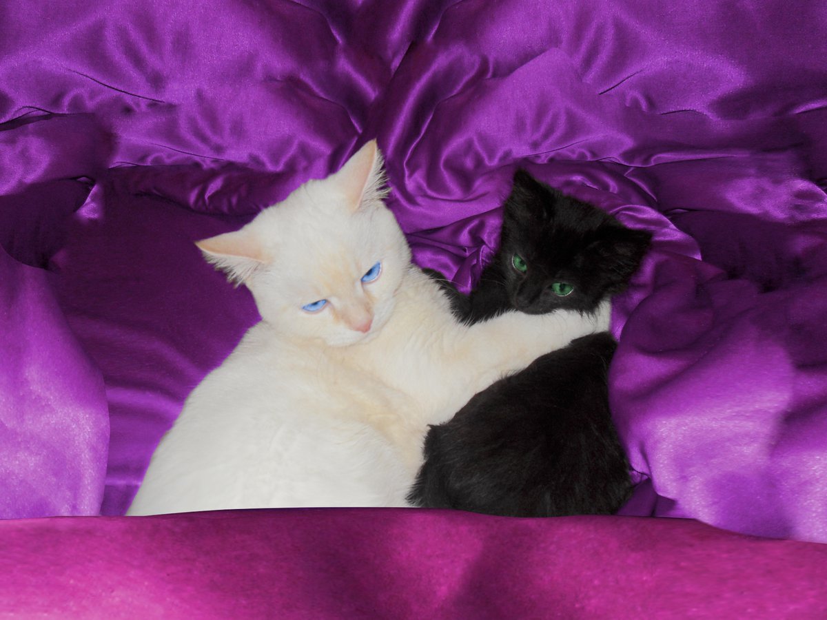 CatCuddles Sanctuary Fundraiser. facebook.com/donate/6454012…
Donations (even a £1) to provide a decent Lifestyle for Cats. It will benefit UK taxpayers and you may get Gift Aid. #cat #cats #catlover #london #charity #kitties #uk #england #akashicgardens #esmeraldablossom <a href="/catcuddles/">Catcuddles London</a>