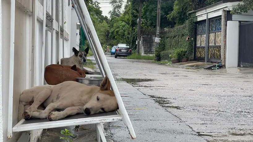 designboom's tweet photo. stray dogs in thailand find shelter in folding structures made from repurposed billboards
https://t.co/MUrpcE8Xoh https://t.co/y1DIbov2Ic