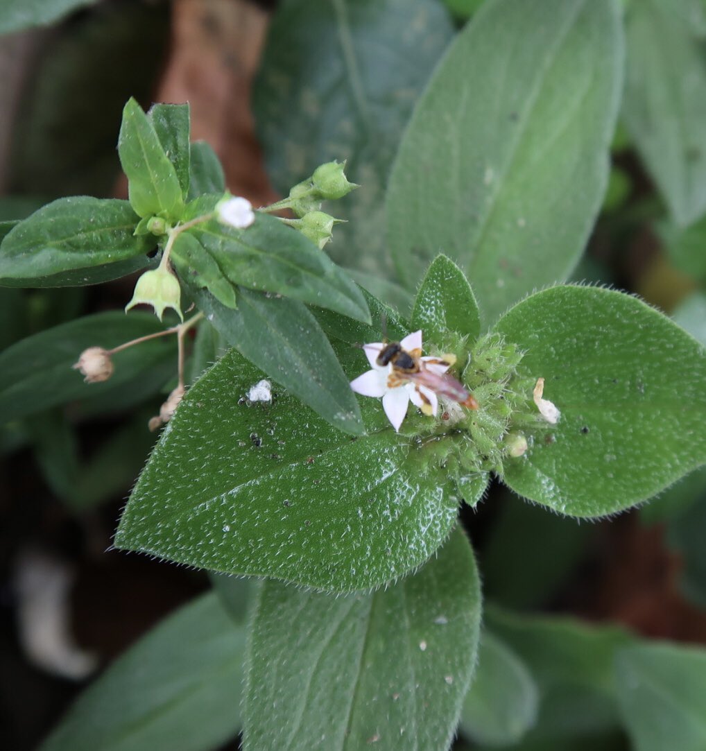caroaves's tweet photo. @germancasagua Estas son algunas fotos que le he tomado a las flores de hierbas silvestres de andenes y zonas verdes en Neiva, … y a sus alados permanentes visitantes. https://t.co/oMjuaPknF0