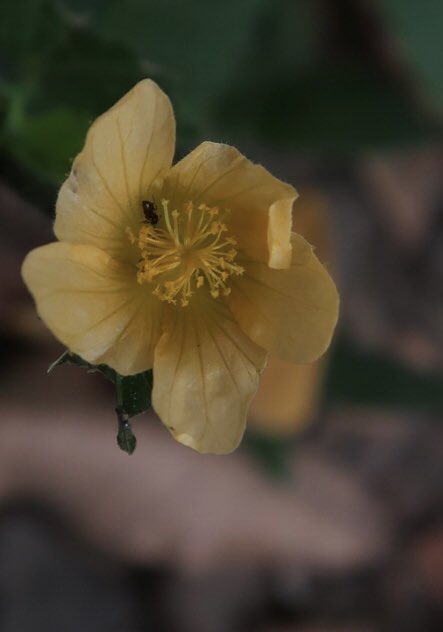 caroaves's tweet photo. @germancasagua Estas son algunas fotos que le he tomado a las flores de hierbas silvestres de andenes y zonas verdes en Neiva, … y a sus alados permanentes visitantes. https://t.co/oMjuaPknF0