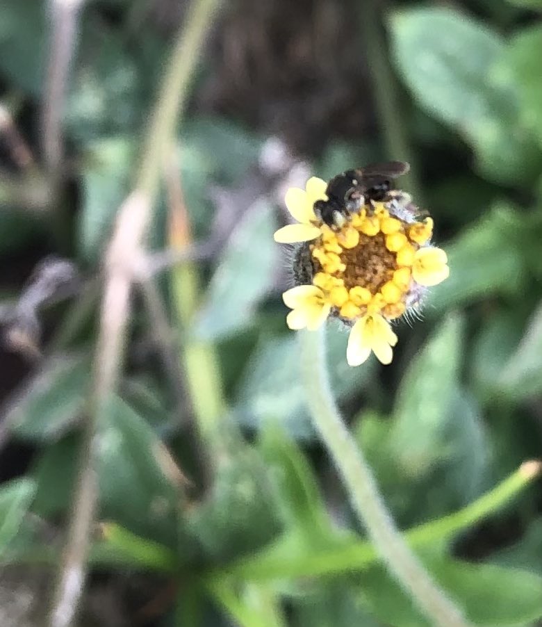caroaves's tweet photo. @germancasagua Estas son algunas fotos que le he tomado a las flores de hierbas silvestres de andenes y zonas verdes en Neiva, … y a sus alados permanentes visitantes. https://t.co/oMjuaPknF0