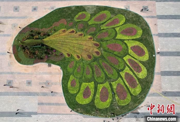 PDChinaLife's tweet photo. A giant flower bed in the shape of a peacock spreading its tail feathers becomes an eye-catcher in front of the Hebei provincial museum in Shijiazhuang, north China’s Hebei Province. https://t.co/TlzXuBy2e8