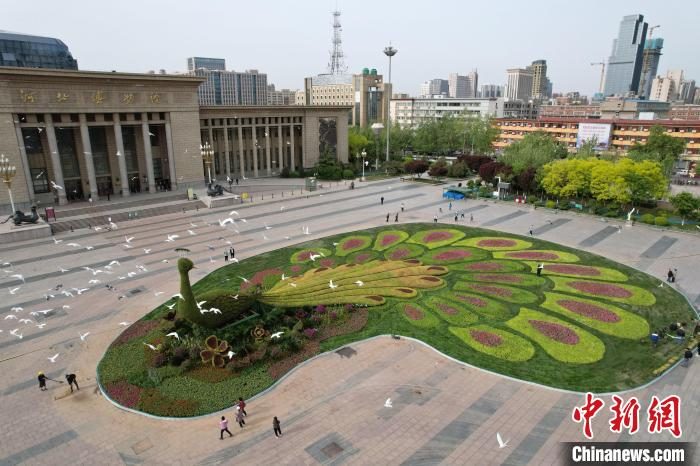 PDChinaLife's tweet photo. A giant flower bed in the shape of a peacock spreading its tail feathers becomes an eye-catcher in front of the Hebei provincial museum in Shijiazhuang, north China’s Hebei Province. https://t.co/TlzXuBy2e8