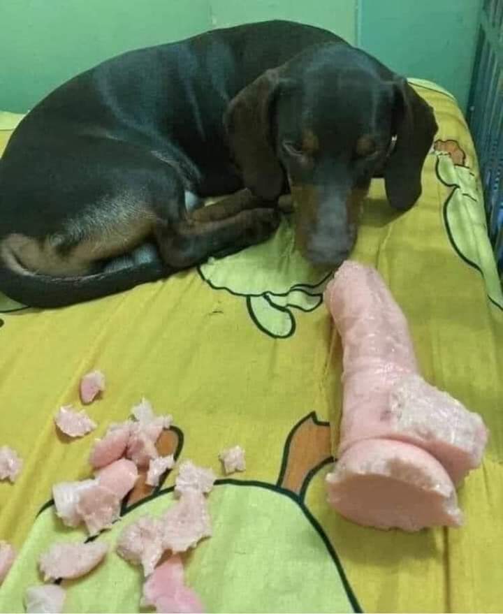 Perritos sabrositos 🐶🐶 tweet media