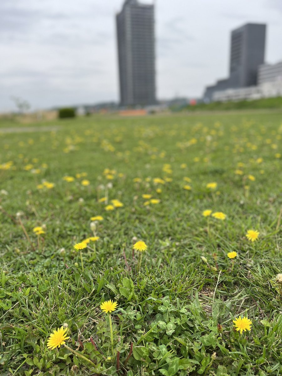mahalohilo110's tweet photo. 午後から雨が落ちてきそうなので、早めの多摩川ウォーキング。河原の広場にはタンポポの花が。
BGMにはジェフ・ラーソンの『Swimming in the Make Believe』をチョイス。耳に優しい音楽です♪
#JeffLarson
#WestCoastMusic
#多摩川散歩 https://t.co/SmuHwI4pbR