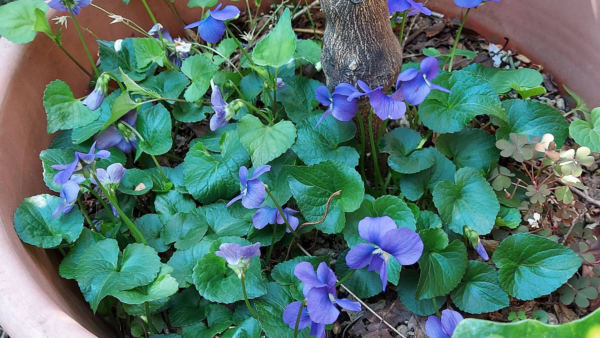 スミレ科スミレ属 Twitter Search Twitter