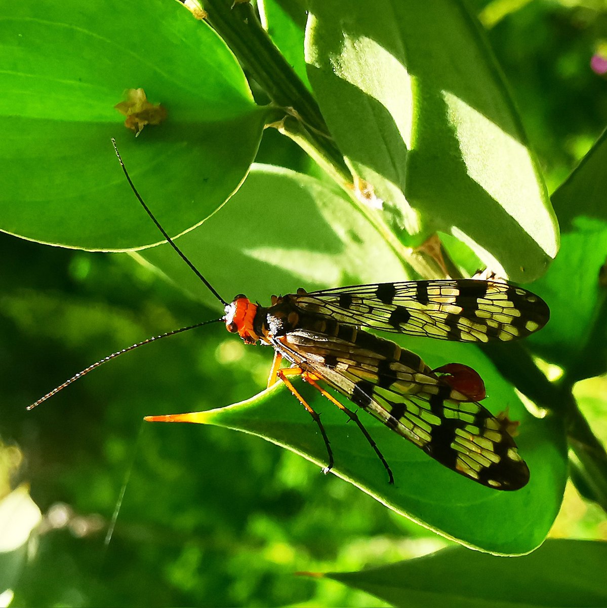 felix_7d's tweet photo. #panopta_communis Mosca escorpión #mecoptera #neoptera #insecta #arthropoda  #parquenaturaldecornalvo  23-4-2022 #primavera  #macrophotography #paseosporlanaturaleza  #naturephotography #canoneosrp #mosca #insectosenbadajoz #panoptaf https://t.co/Xze7brc1oI