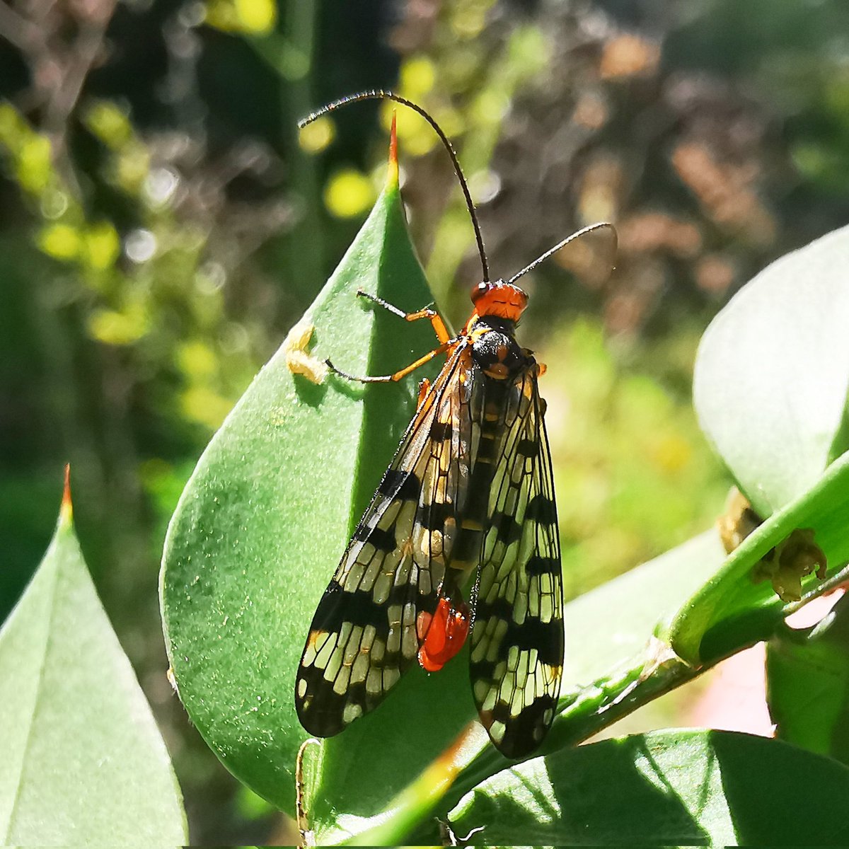 felix_7d's tweet photo. #panopta_communis Mosca escorpión #mecoptera #neoptera #insecta #arthropoda  #parquenaturaldecornalvo  23-4-2022 #primavera  #macrophotography #paseosporlanaturaleza  #naturephotography #canoneosrp #mosca #insectosenbadajoz #panoptaf https://t.co/Xze7brc1oI