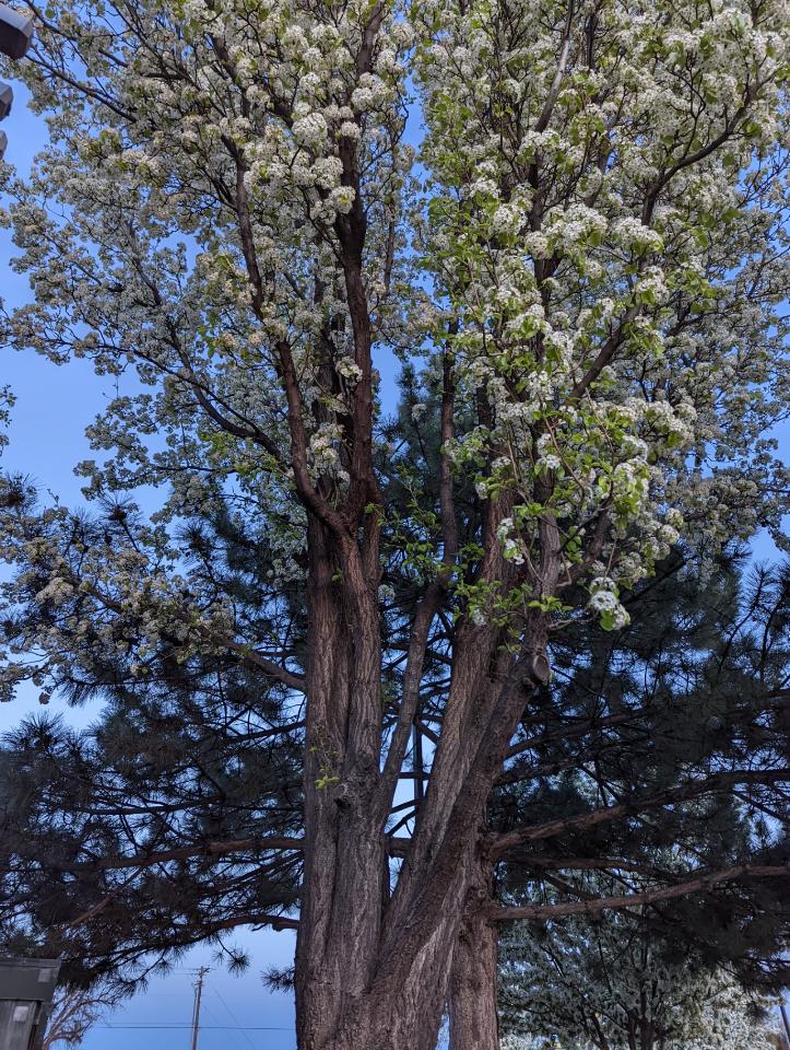 Ravenhart98's tweet photo. Love when the trees bloom in the spring.  Come see more at https://t.co/AvikN1Egf2 https://t.co/XsggjvXhUs