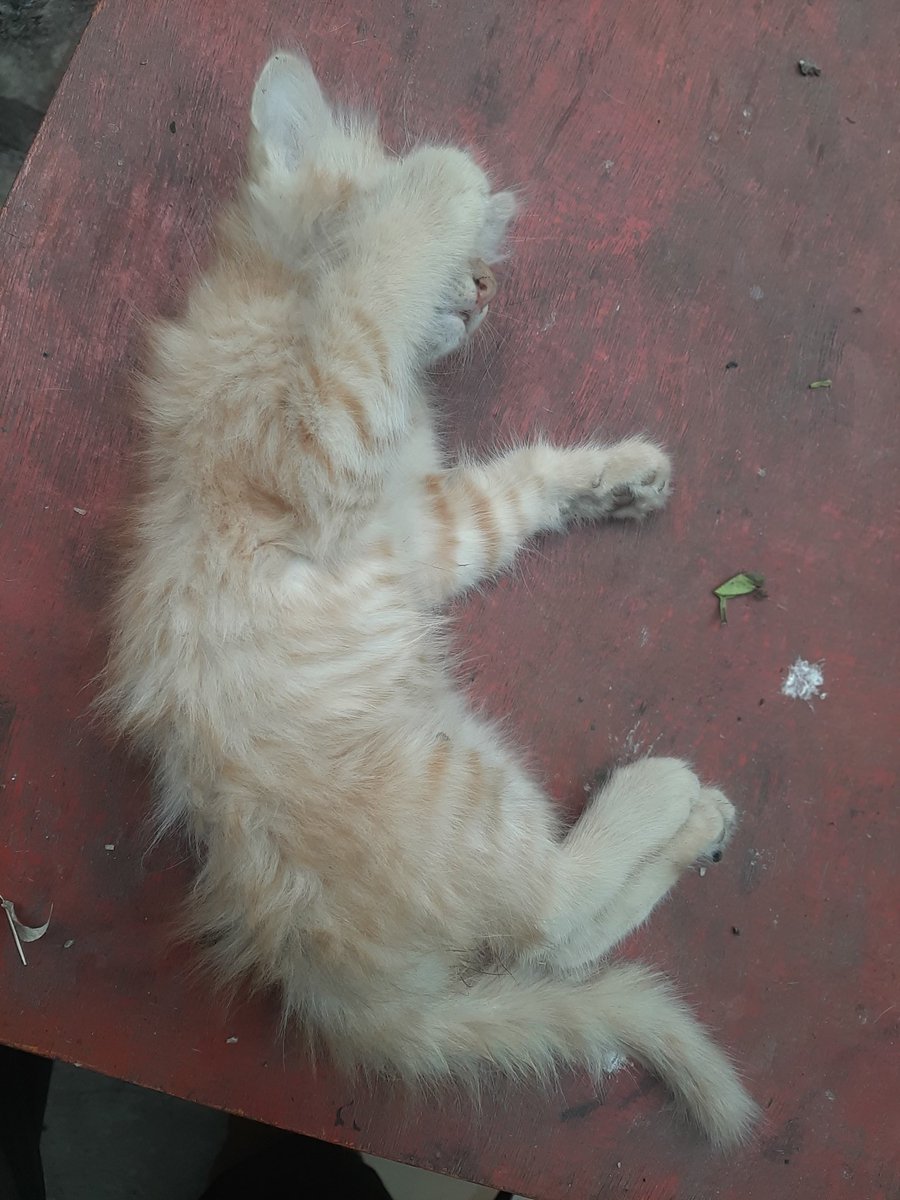 YogeshMD_si's tweet photo. Found this little kitten dead on road today around 5:45 am .. there was another 2 little kitten as well but they ran away,  one got hit by car but she was safe, by the time I got the box to carry them at my home they ran some where else.. hopefully they got the safe place. https://t.co/ytEJkVxtOJ