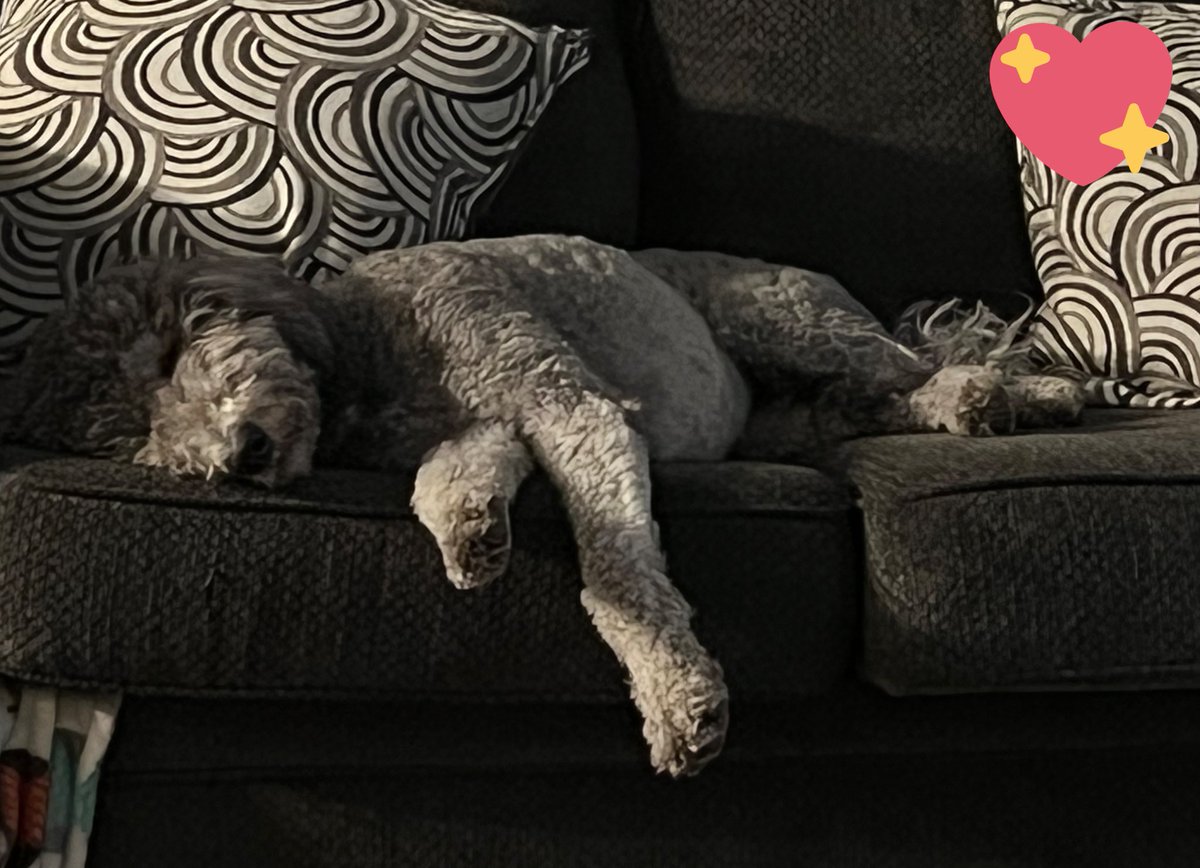 FssdMattie's tweet photo. Today my handler and @fssdDirofSchool Dr. Snowden, shared with Tennessee District Pilot International all great things about therapy dogs in FSSD and me!!! I earned a much needed nap. Being perfect sure is ruff! https://t.co/O9sXToaL7l