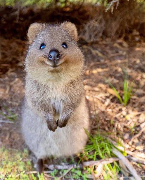 GermanMarron's tweet photo. Estoy esperando que @Apple haga un emoji de un Quokka https://t.co/k4s4tWO35Y