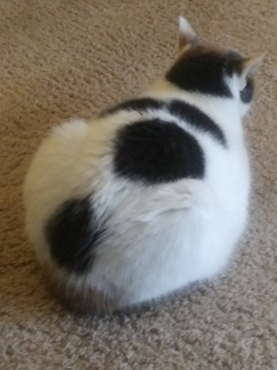strange176's tweet photo. Ass of the day. Lol https://t.co/V4pVQKBpE3