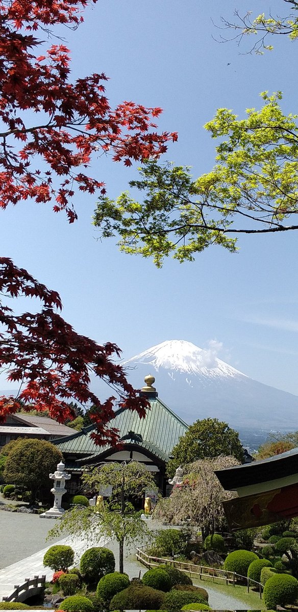 🗻富士山通信🗻 ❇日曜日❇ おはようございます😊 お天気下り坂😢 午後からは雨予報☔ 新緑に包まれる富士山 昨日 で撮影しました🗻 素敵な一日を❇❇