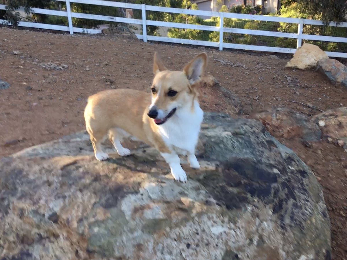 DavidLevelsUp's tweet photo. @TheOperaGeek Look at my tiny fairy steed 🐶 https://t.co/5320pjumm0