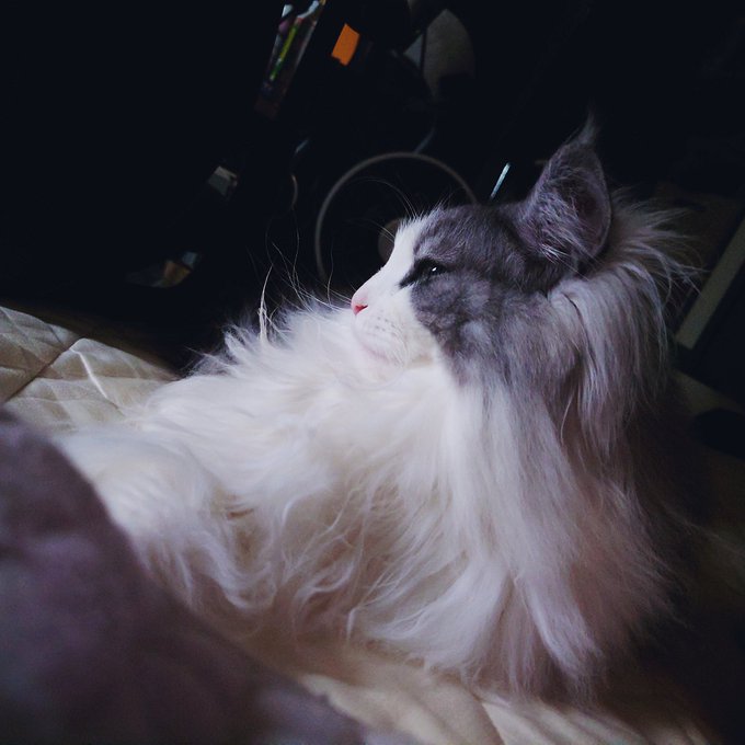 イケメン猫のtwitterイラスト検索結果 古い順