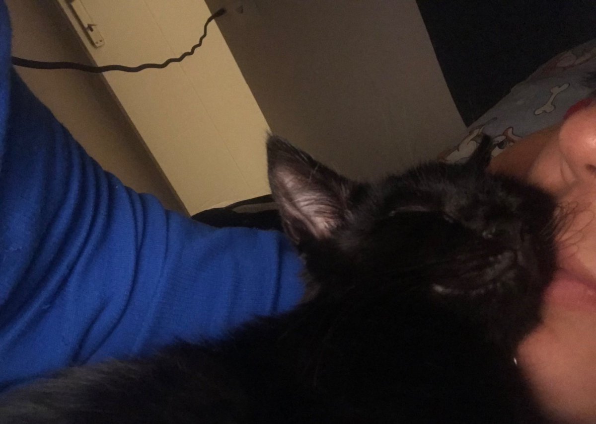 Arkadaşlar hayatta kedi sahiplenmem deyip geldiğim durum;