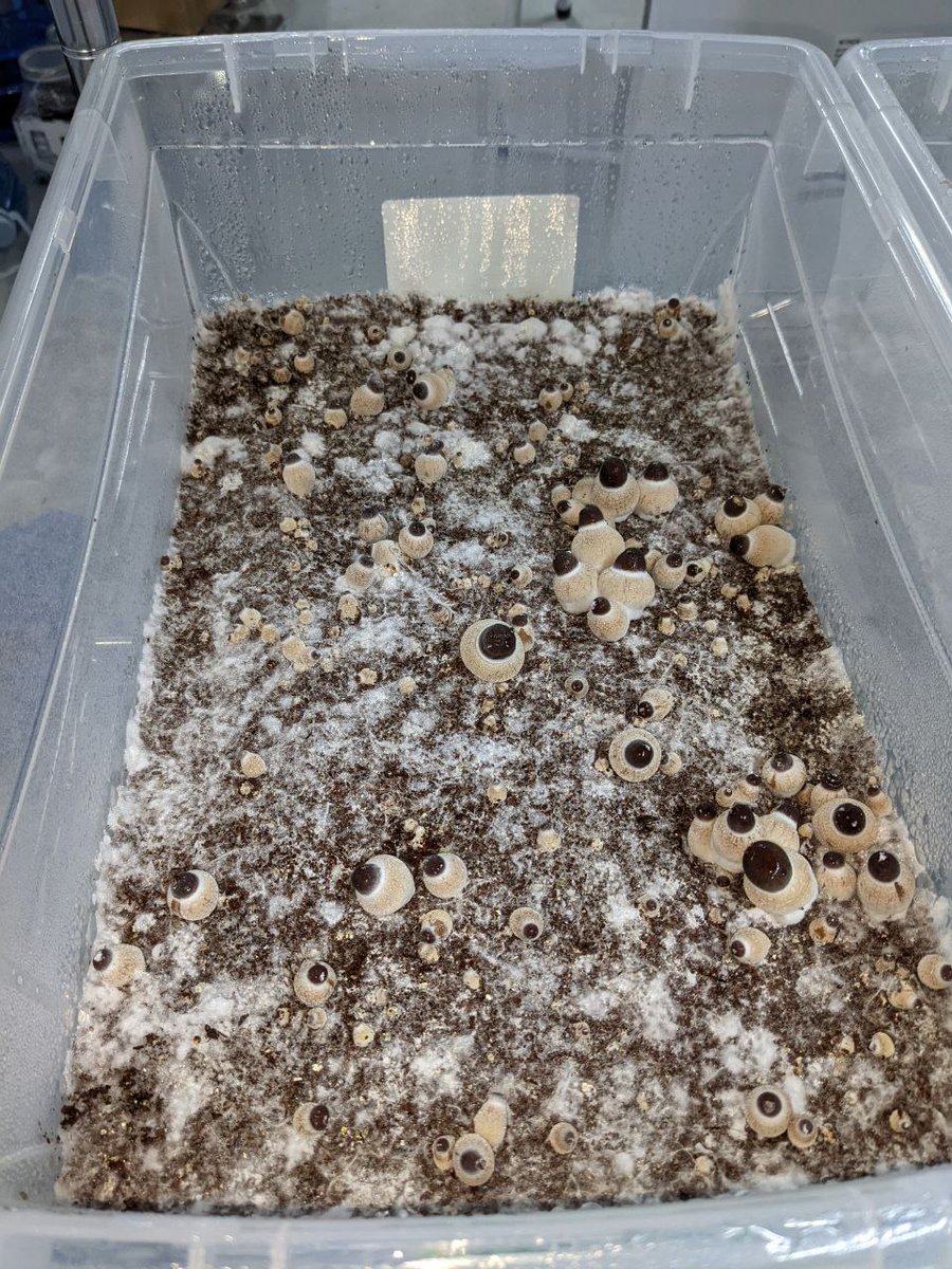 Shroom_420's tweet photo. A little cheer for those Jedi mind fuck to fasten up the pace a bit? 😛🍄 https://t.co/SQcTcoPy3M