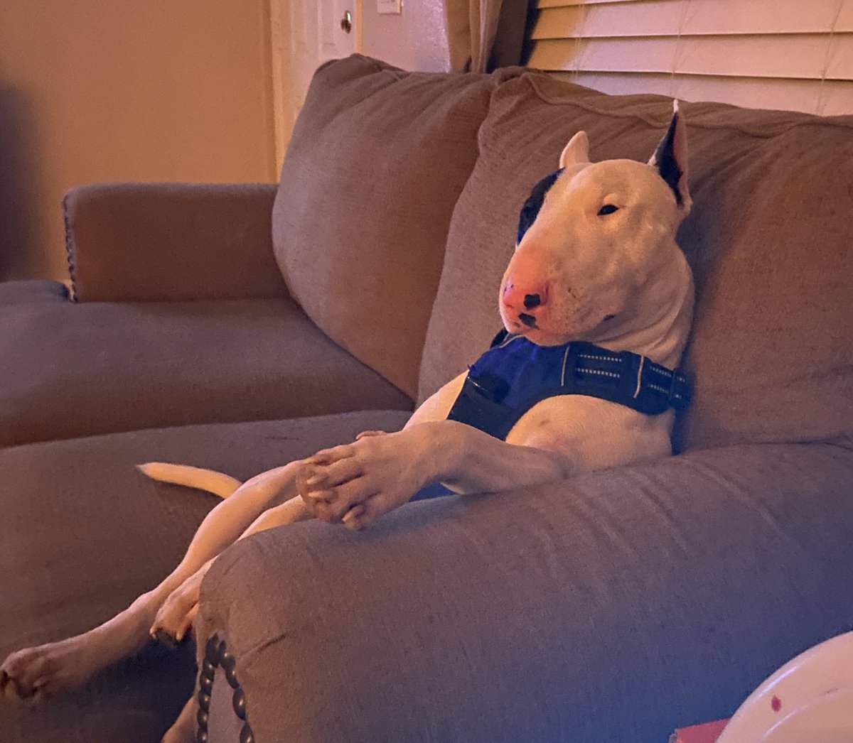 lopcamaro's tweet photo. @jago_girl This guy not allowed to have rope toys anymore. I wish they made Bull Terrier proof toys https://t.co/iqyAq0vnSx