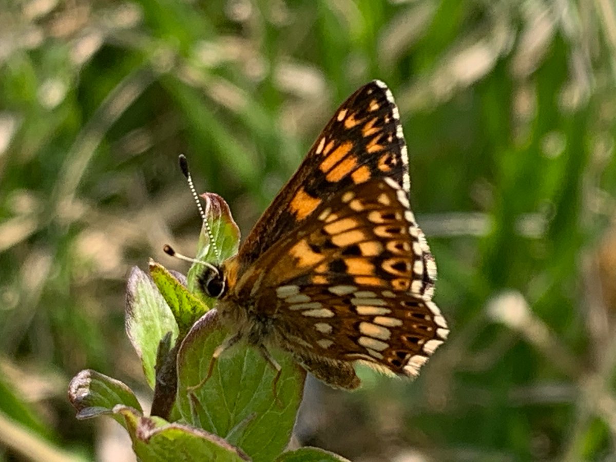 kentdowns6's tweet photo. A good start this week in our stour valley/stone street project with the 1st of the season’s dingy skipper,green hairstreak,duke of burgundy, wall brown, meadow pipit, yellowhammer,linnet,red kite &amp; a wandering hen harrier benefitting from the network of newly created  grasslands https://t.co/Qc5q2RFpzV