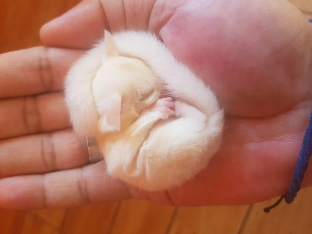 tons_ts's tweet image. Leucistic Sleep
#leucisticsugarglider #sugargliderindonesia #komunitassugargliderindonesia
#ksgijkt