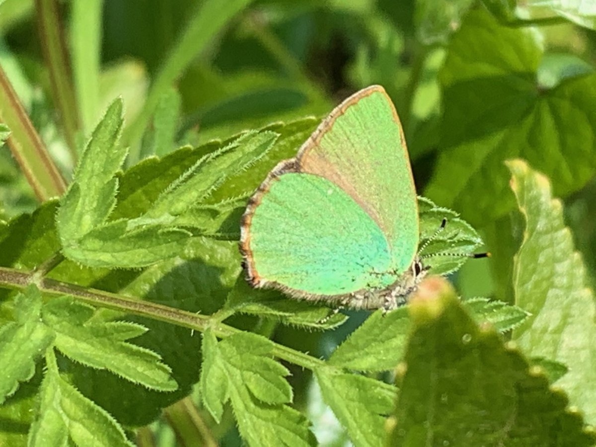 kentdowns6's tweet photo. A good start this week in our stour valley/stone street project with the 1st of the season’s dingy skipper,green hairstreak,duke of burgundy, wall brown, meadow pipit, yellowhammer,linnet,red kite &amp; a wandering hen harrier benefitting from the network of newly created  grasslands https://t.co/Qc5q2RFpzV