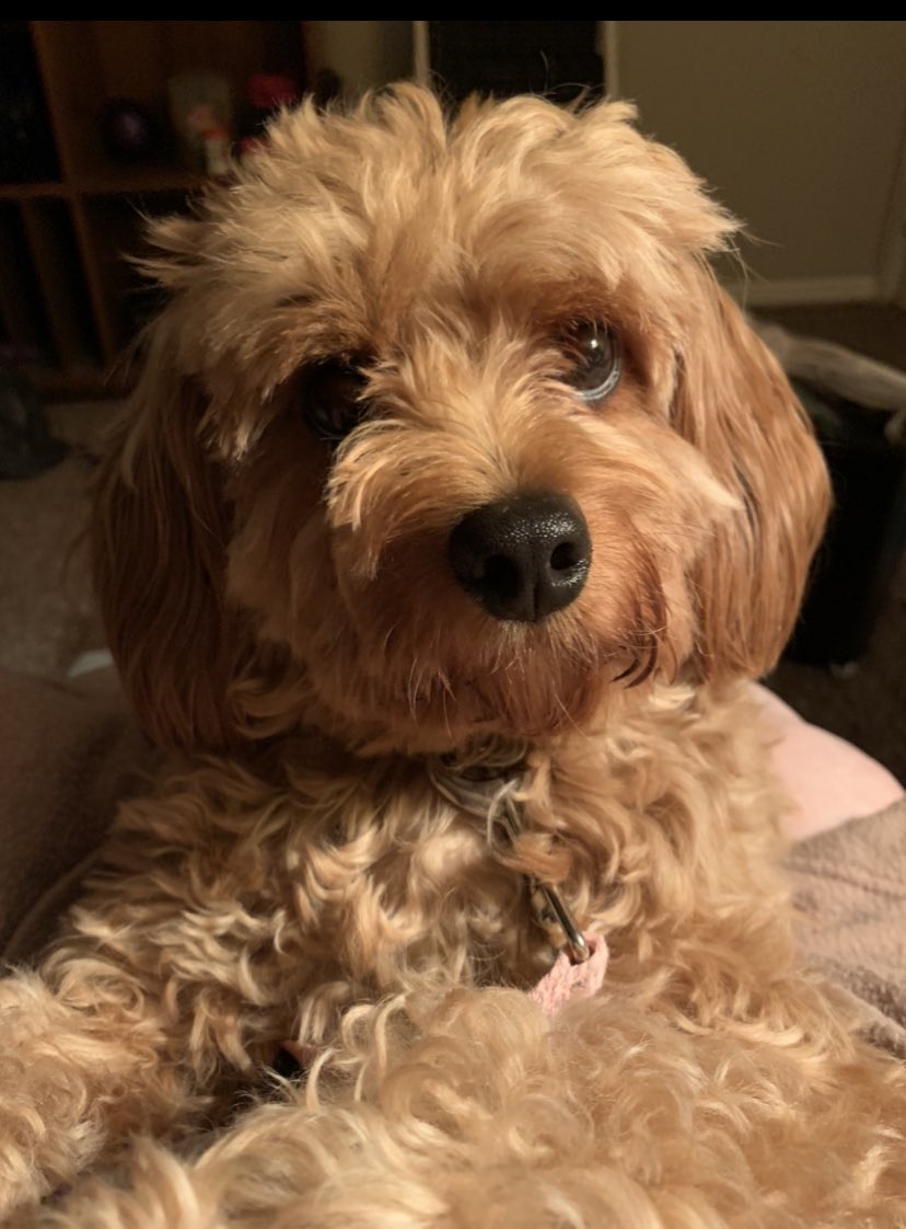 AubreyPrincess2's tweet photo. @rebeccastaab1 From one Princess to another! 💋💕 #ZSHQ https://t.co/I1D3o8MMPE