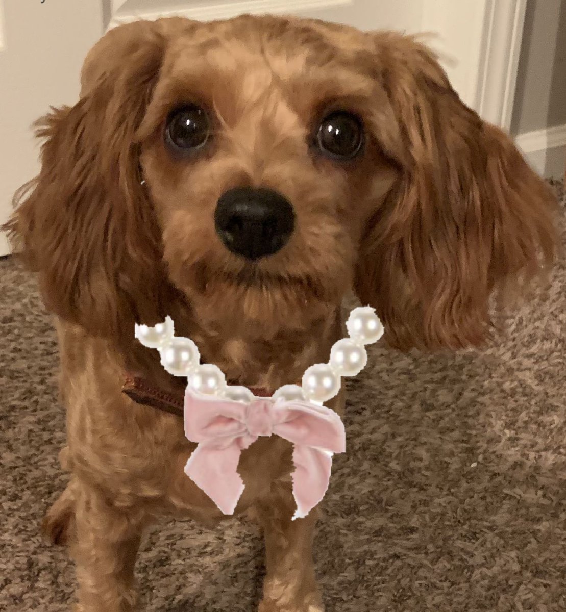 AubreyPrincess2's tweet photo. @rebeccastaab1 From one Princess to another! 💋💕 #ZSHQ https://t.co/I1D3o8MMPE