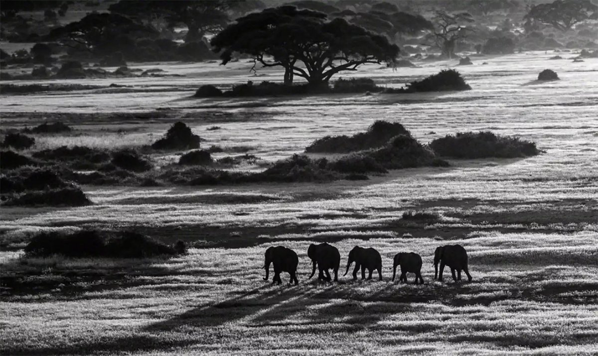 WeirdBird_No1's tweet photo. @MaddoxGallery @David_Yarrow Anyone want to buy this for a great price on @eBay_UK: https://t.co/InDFcyBnG8 #eBay https://t.co/dJv7QyHAG5
