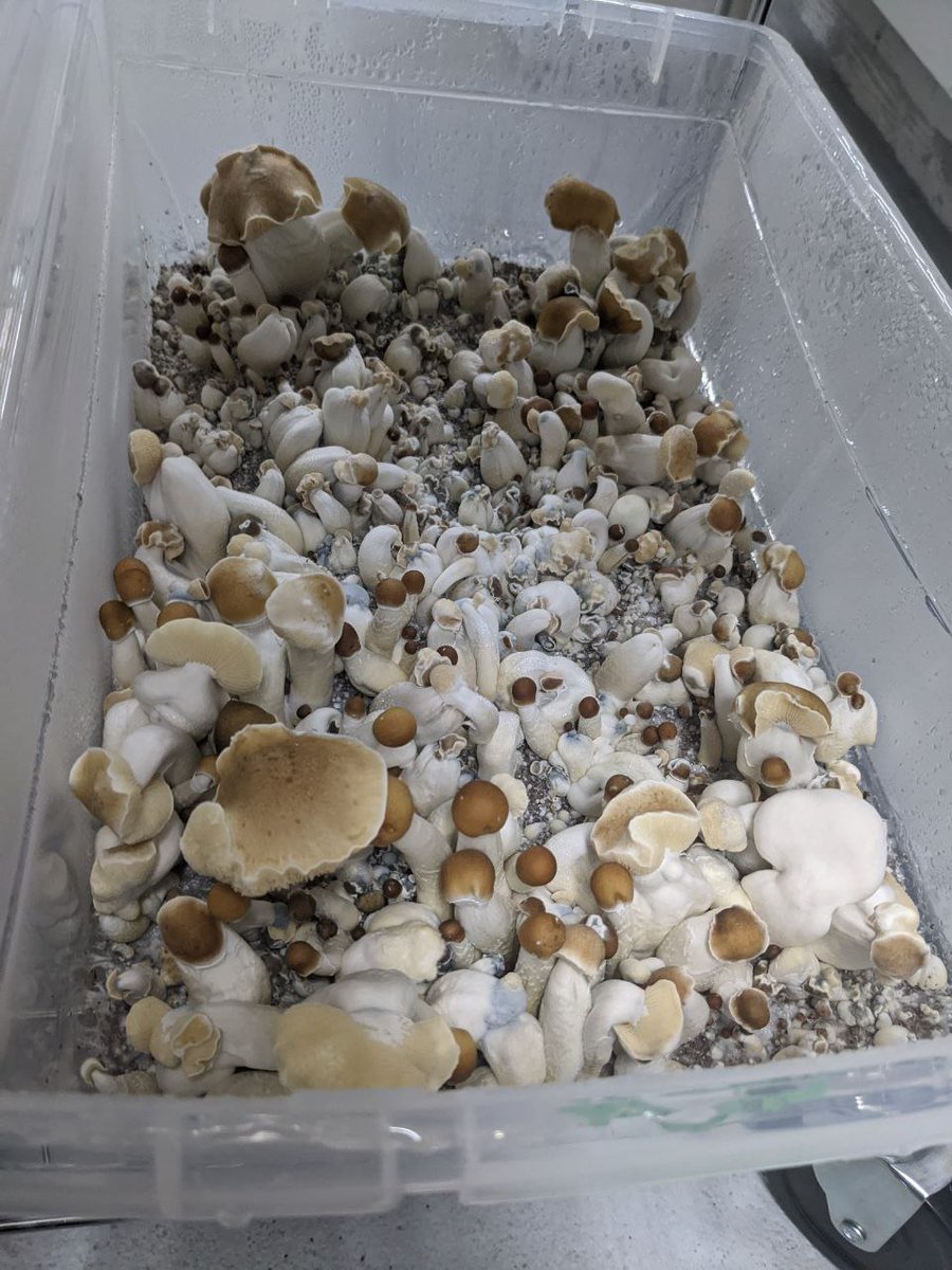 Shroom_420's tweet photo. Aztec God magic mushrooms 😁😍🍄🍄 https://t.co/DAjEl3sM5D