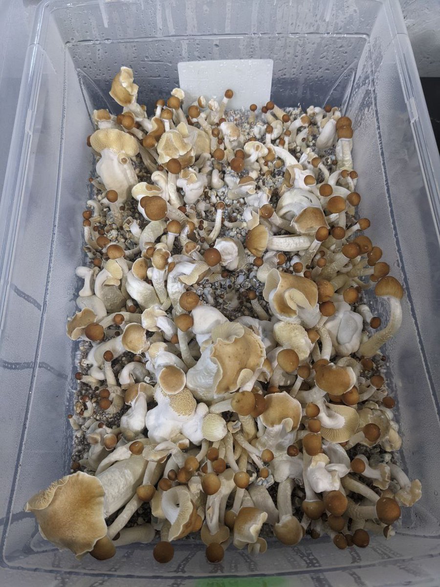 Shroom_420's tweet photo. Second flush coming up pretty soon on AG magic mushrooms 😛🔥🔥 https://t.co/YtQDhuE3aE