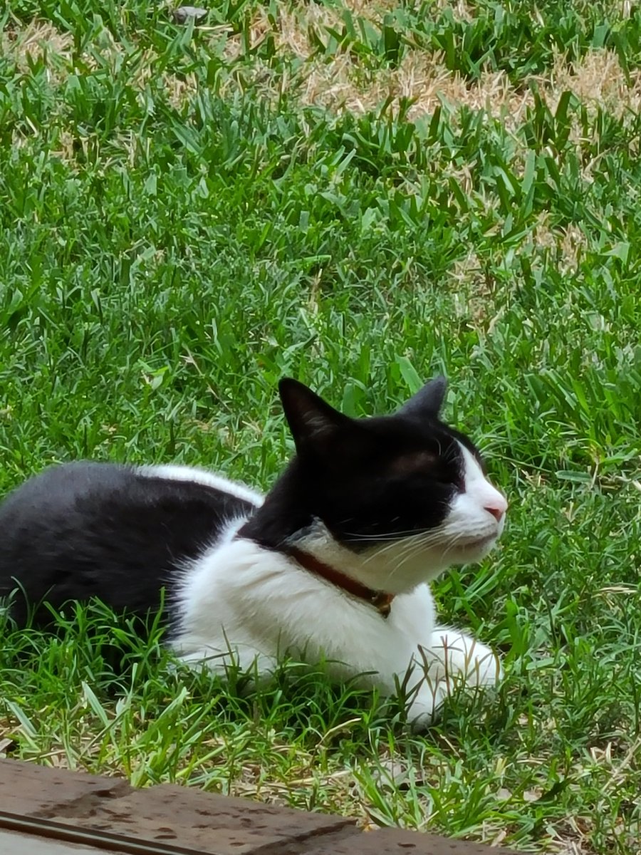 chronic_mom's tweet photo. The cuteness of #Bookitty
Happy #Caturday https://t.co/437Qnd2tlu