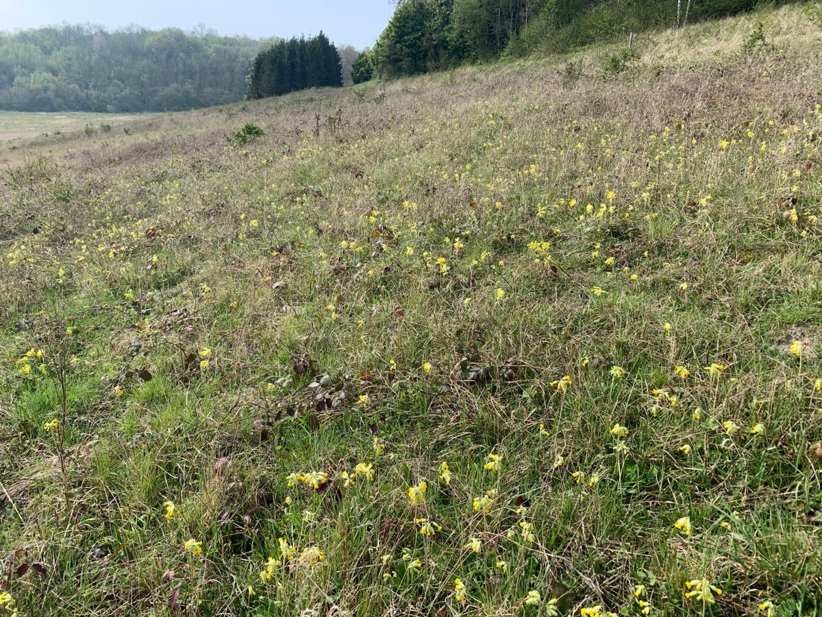kentdowns6's tweet photo. A good start this week in our stour valley/stone street project with the 1st of the season’s dingy skipper,green hairstreak,duke of burgundy, wall brown, meadow pipit, yellowhammer,linnet,red kite &amp; a wandering hen harrier benefitting from the network of newly created  grasslands https://t.co/Qc5q2RFpzV
