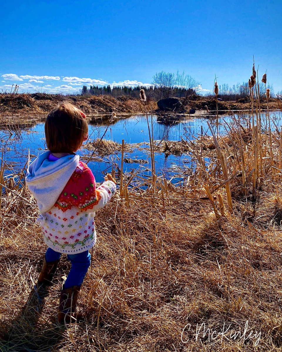 ChristinaKottm2's tweet photo. Natural wetlands. #environment #mothernature #cattails #marsh #birdsandbugs #outdoors #outexploring #beautifulday #april #spring #natureza #hobbyphotographer https://t.co/yLqxK0oAUh