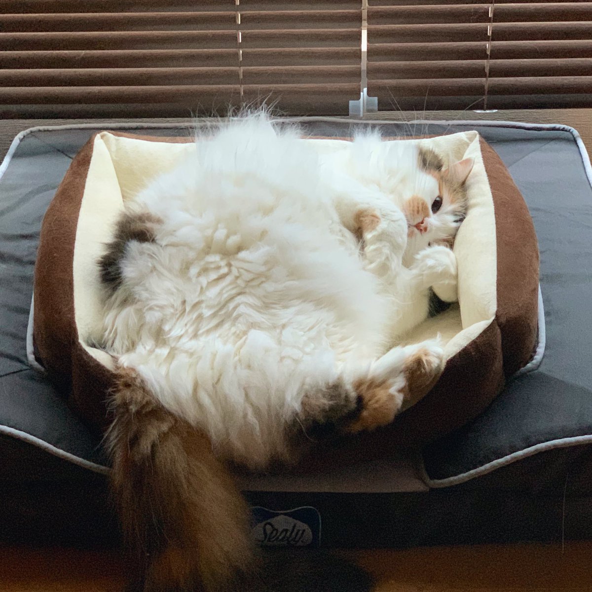 chamama_cat's tweet photo. 寝ぼけてポヤポヤしてるちゃま

 #猫  #cat #ラガマフィン https://t.co/BJyUtaej7n