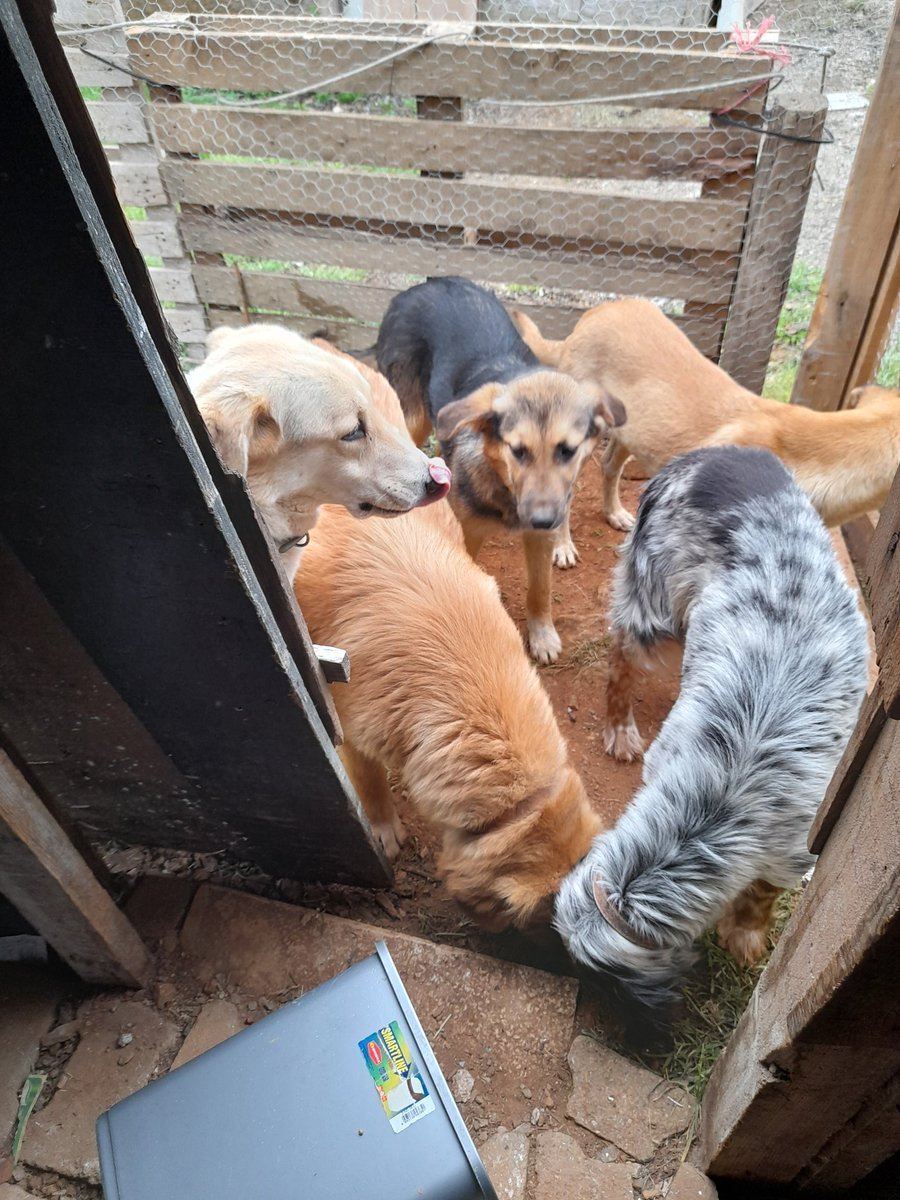 Lütfen bu çoçuklara acil yuva tehdit ediliyorum çok korkuyorum şikayet ettiler köpek sayısı fazla zabıta alıyor lütfen yardıma ihtiyacım var acil yuva 6 çoçuk sahiplendirmem lazım lütfen istanbul 05367473196 
<a href="/kezbanasi/">kezban akkuş</a>