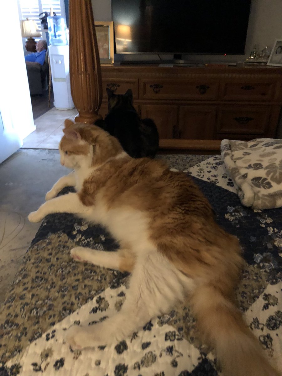 TPoomba's tweet photo. Sis came over with grandparents. The three of us are chilling while mama shows gramma around the house - she and dad have been doing a lot of changes. Will mama’s room have wood too at the end? https://t.co/7LW05OkgPv