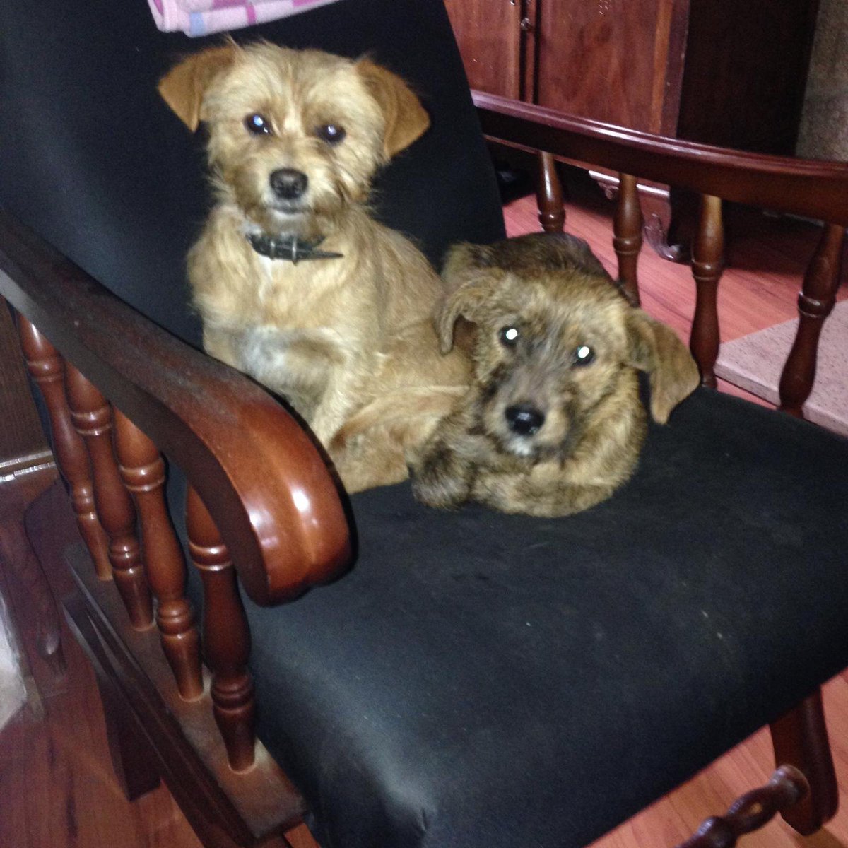 This old spanish man's pet I hope he didn't rape these two puppies