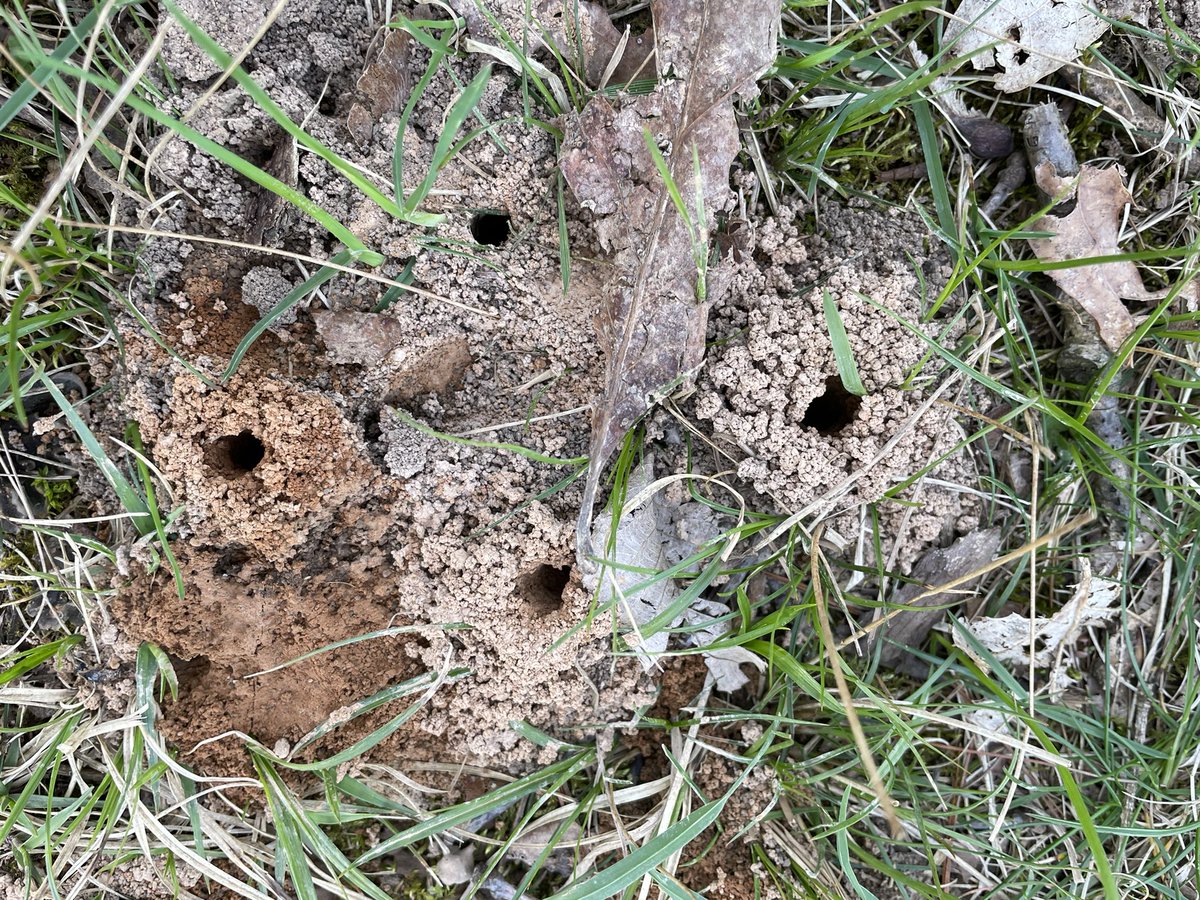 mmlopezu's tweet photo. My favorite season has began! #SpringBees #Colletes 🐝 https://t.co/isljfUKVZr